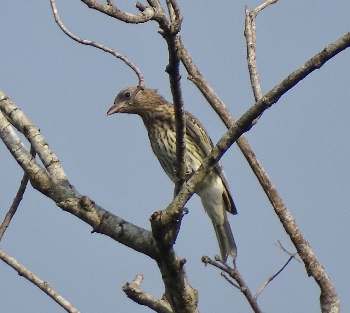 Australasian Figbird - ML641384072