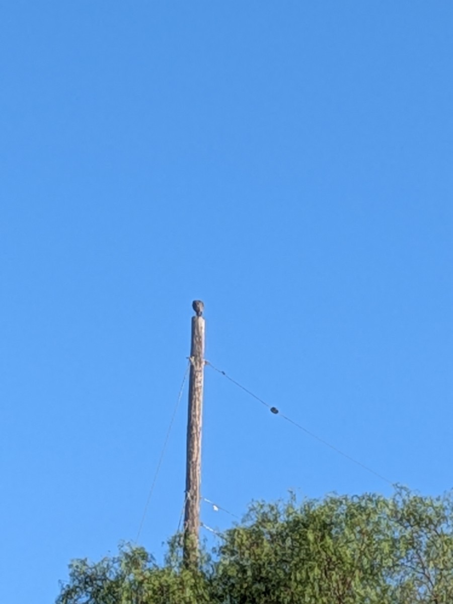 Red-shouldered Hawk - ML641384075