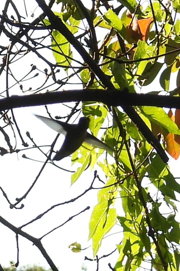 Ruby-throated Hummingbird - ML641384078
