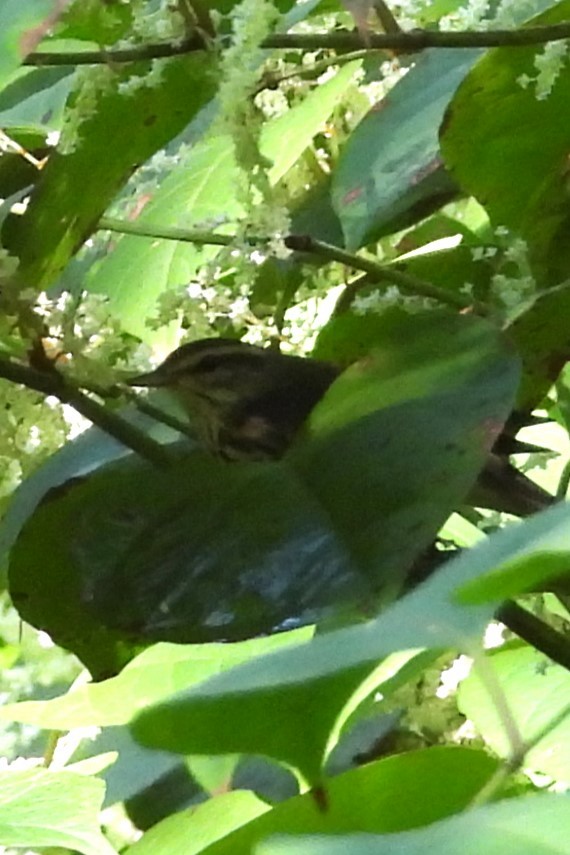 Northern Waterthrush - ML641384081