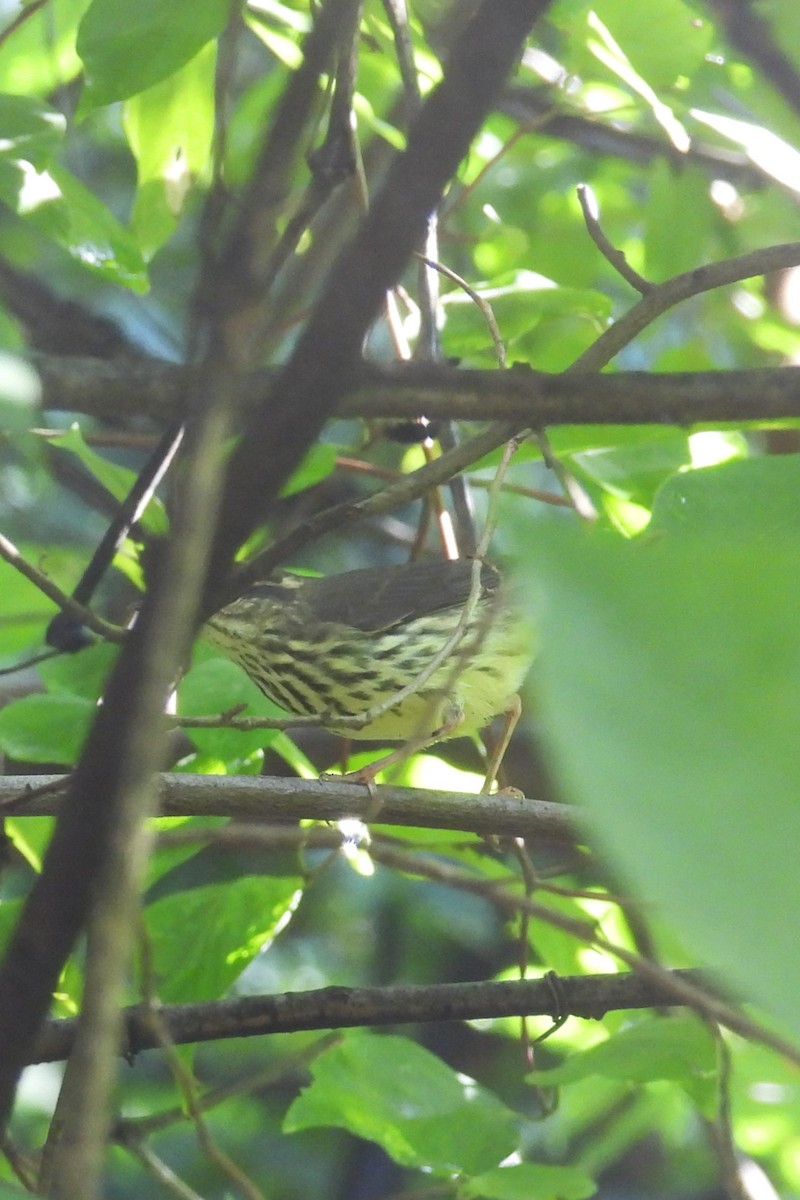Northern Waterthrush - ML641384082