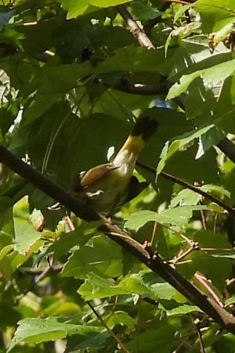 American Redstart - ML641384086