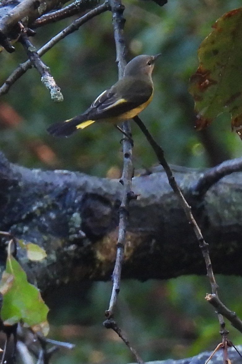 American Redstart - ML641384087