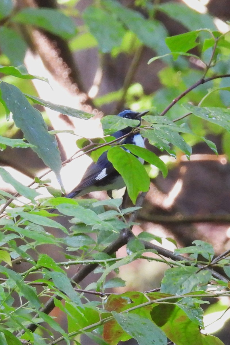 Black-throated Blue Warbler - ML641384093