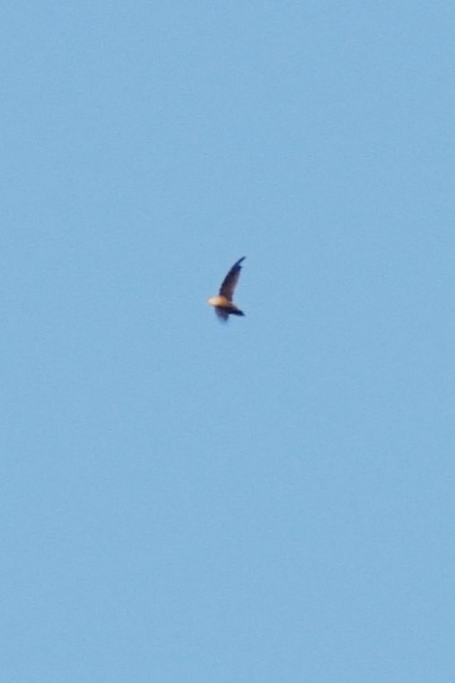 Chimney Swift - ML641384101