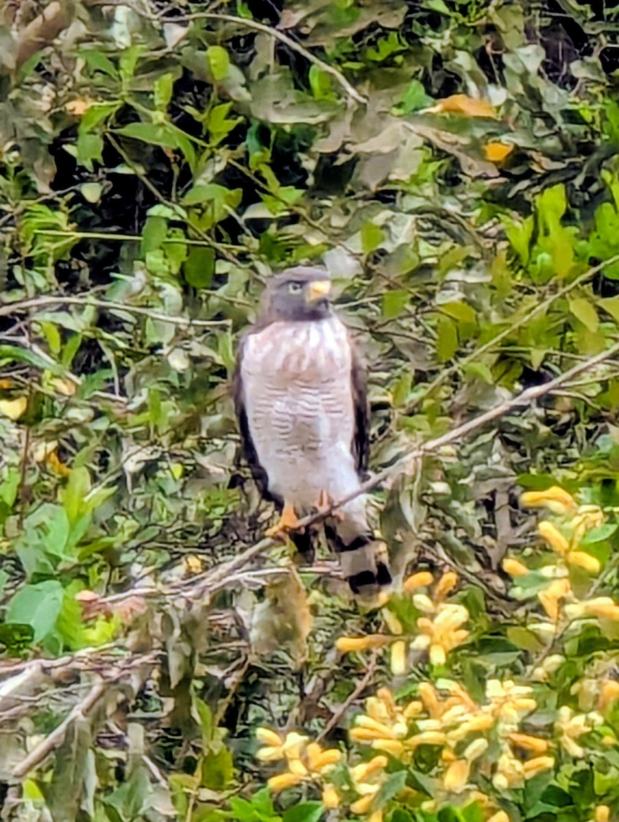 Roadside Hawk - ML641384106