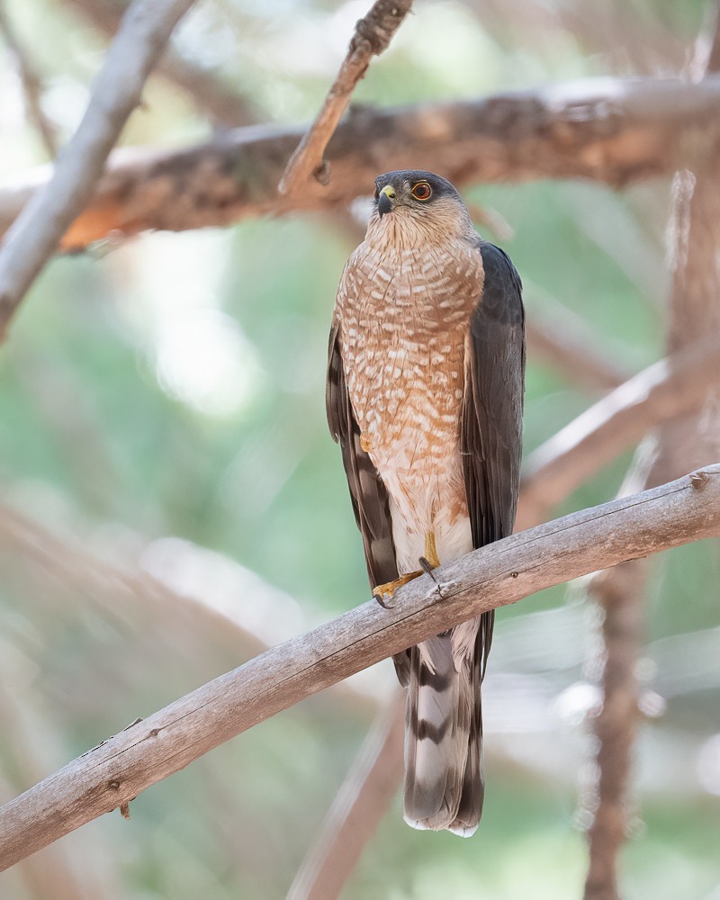 Sharp-shinned Hawk - ML641384130