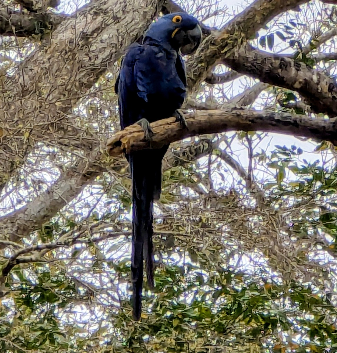 Hyacinth Macaw - ML641384153