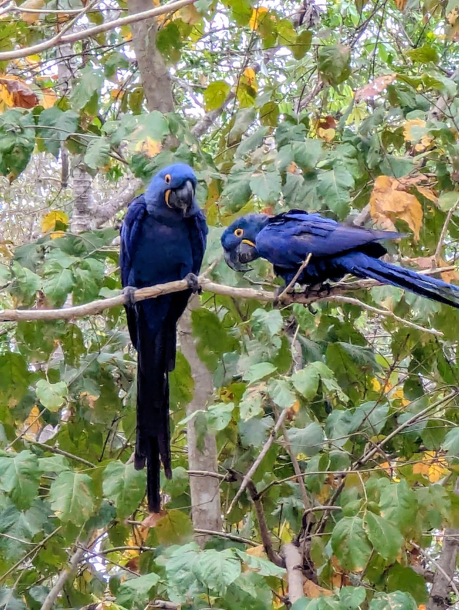 Hyacinth Macaw - ML641384154