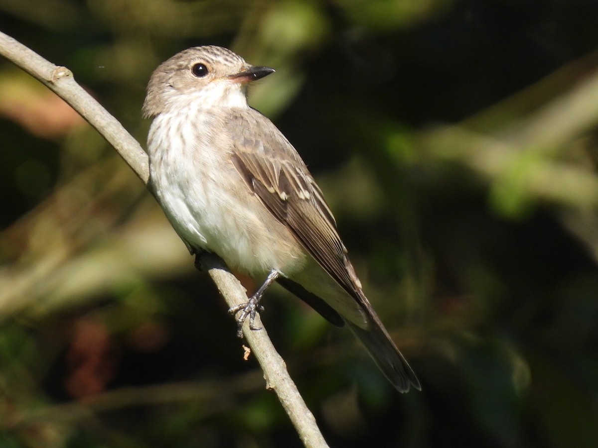Spotted Flycatcher - ML641384155