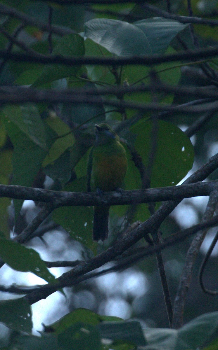 Orange-bellied Leafbird - ML641384271