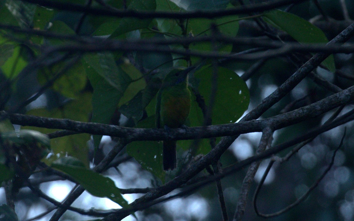 Orange-bellied Leafbird - ML641384272