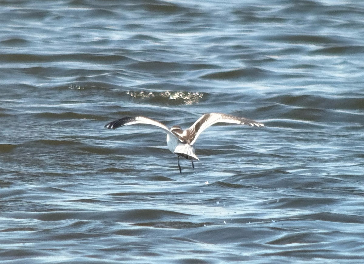 Little Gull - ML641384274