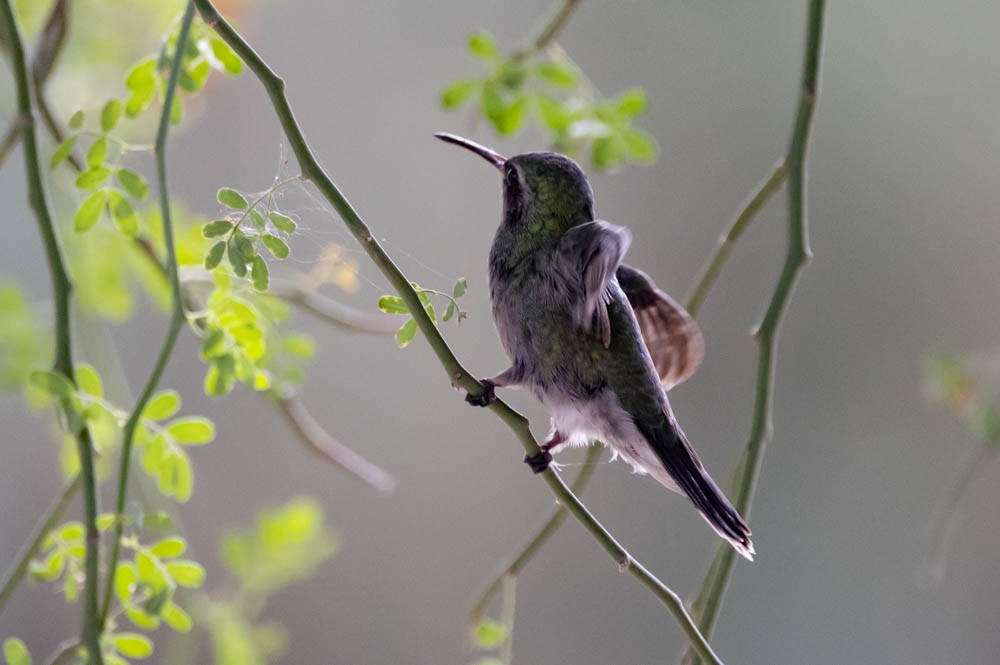 Colibri circé - ML641384276