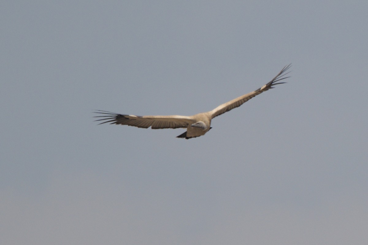 Cape Griffon - ML641384277