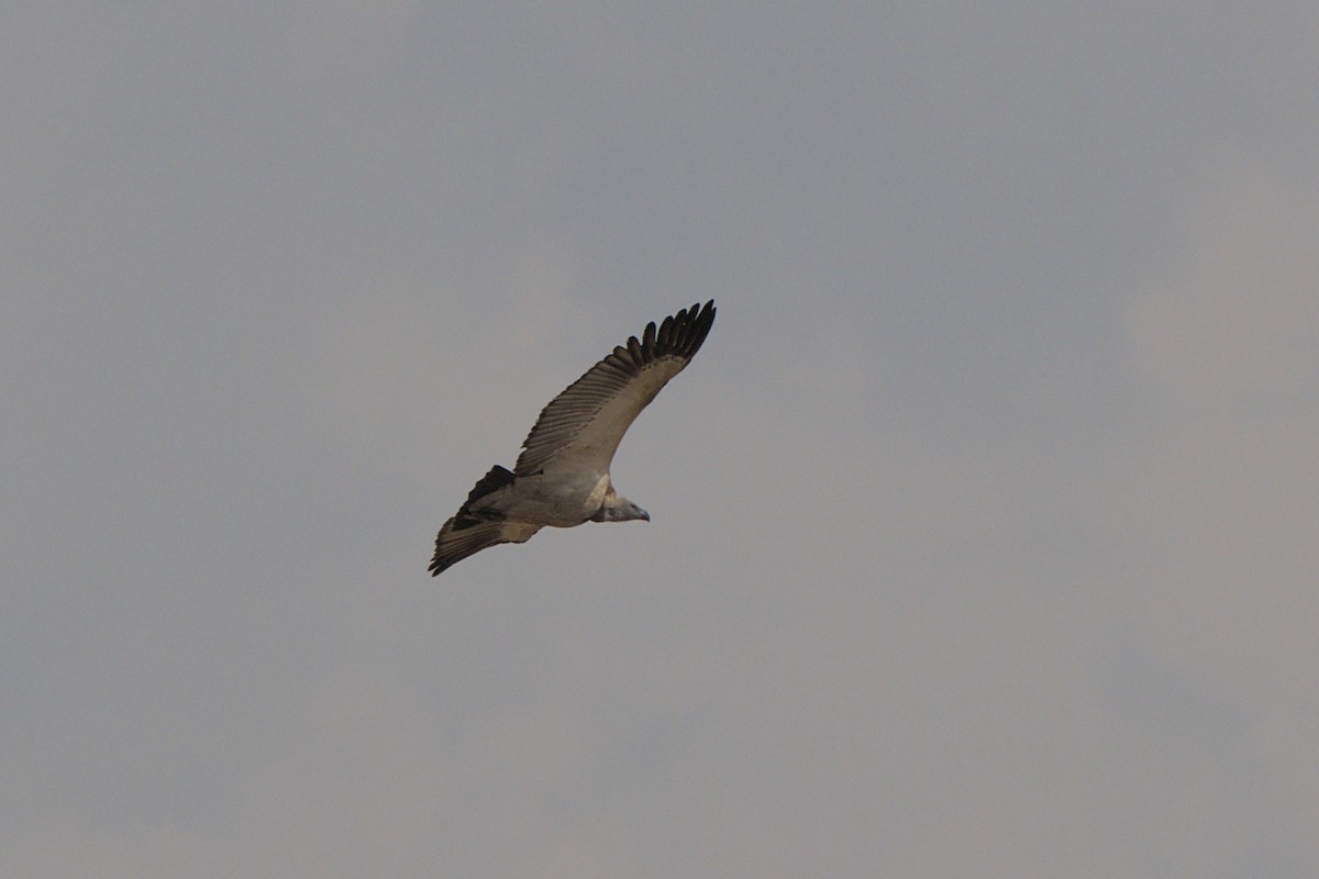 Cape Griffon - ML641384278
