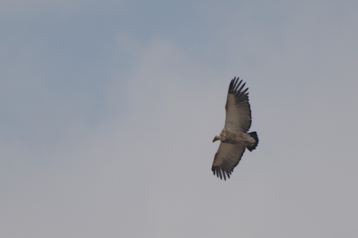 Cape Griffon - ML641384279