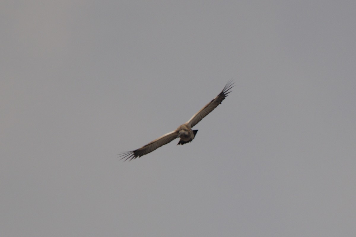 Cape Griffon - ML641384280