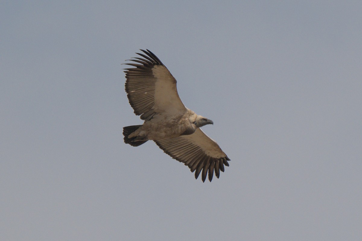 Cape Griffon - ML641384281