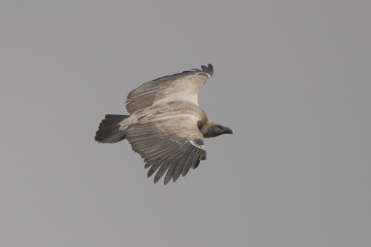 Cape Griffon - ML641384282