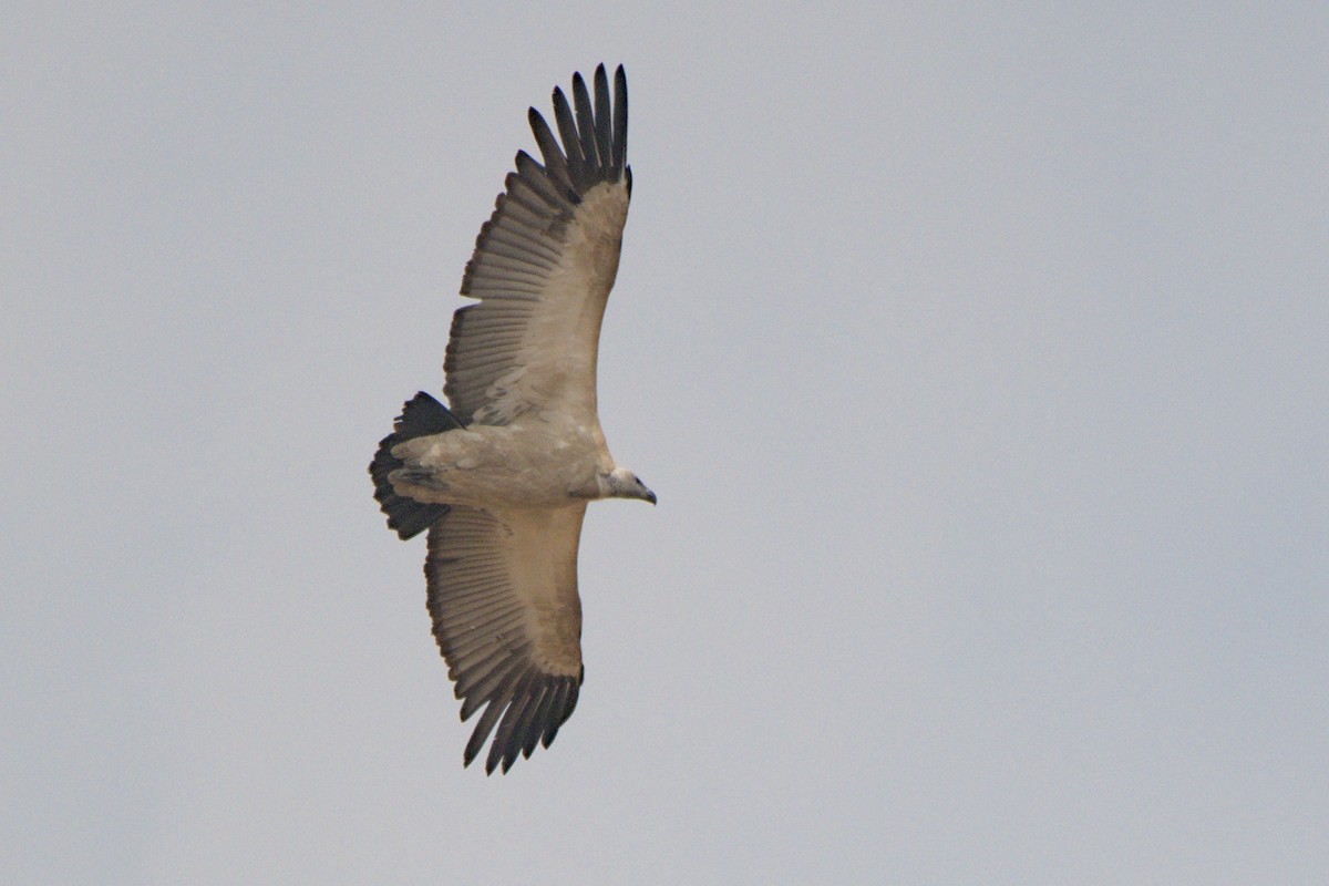 Cape Griffon - ML641384283