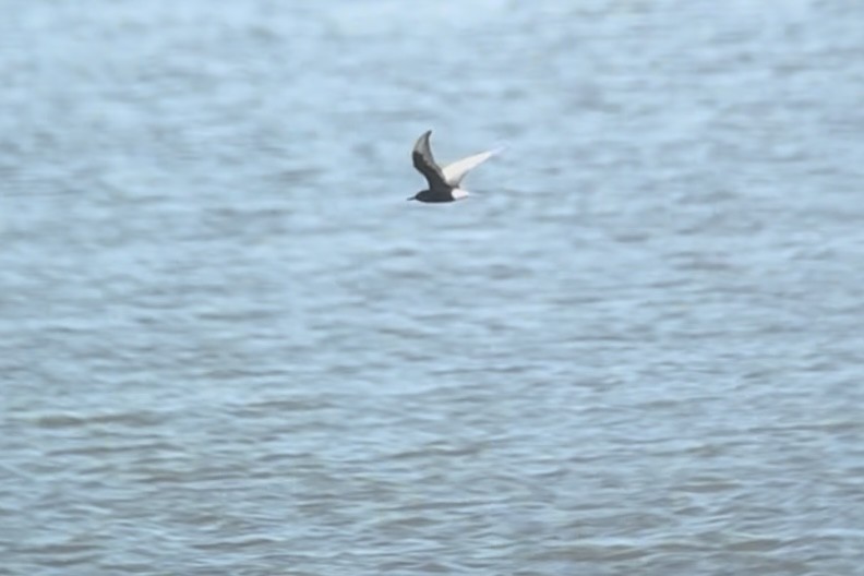 White-winged Tern - ML641384284
