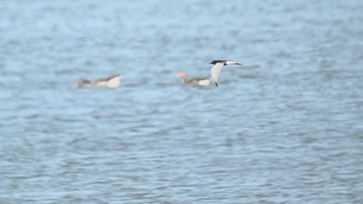 White-winged Tern - ML641384292