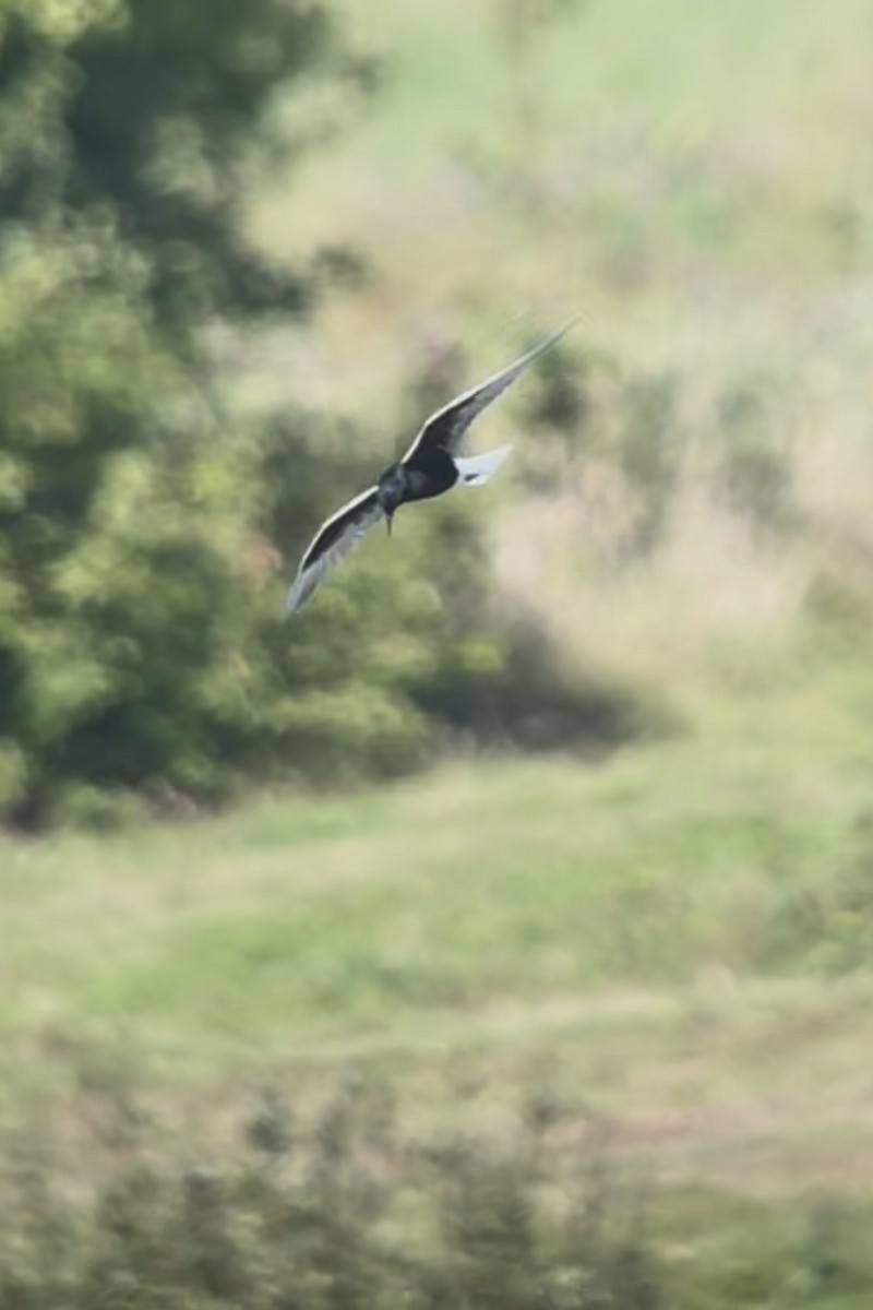 White-winged Tern - ML641384293