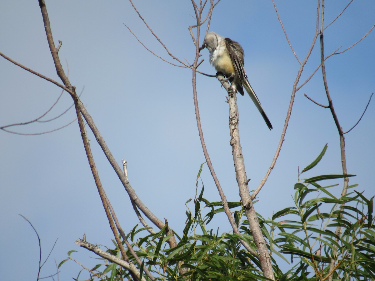Scissor-tailed Flycatcher - ML641384295