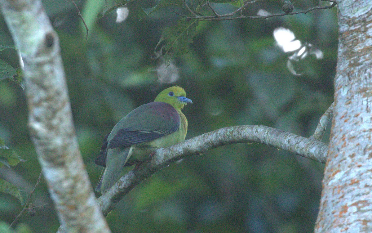 Wedge-tailed Green-Pigeon - ML641384298