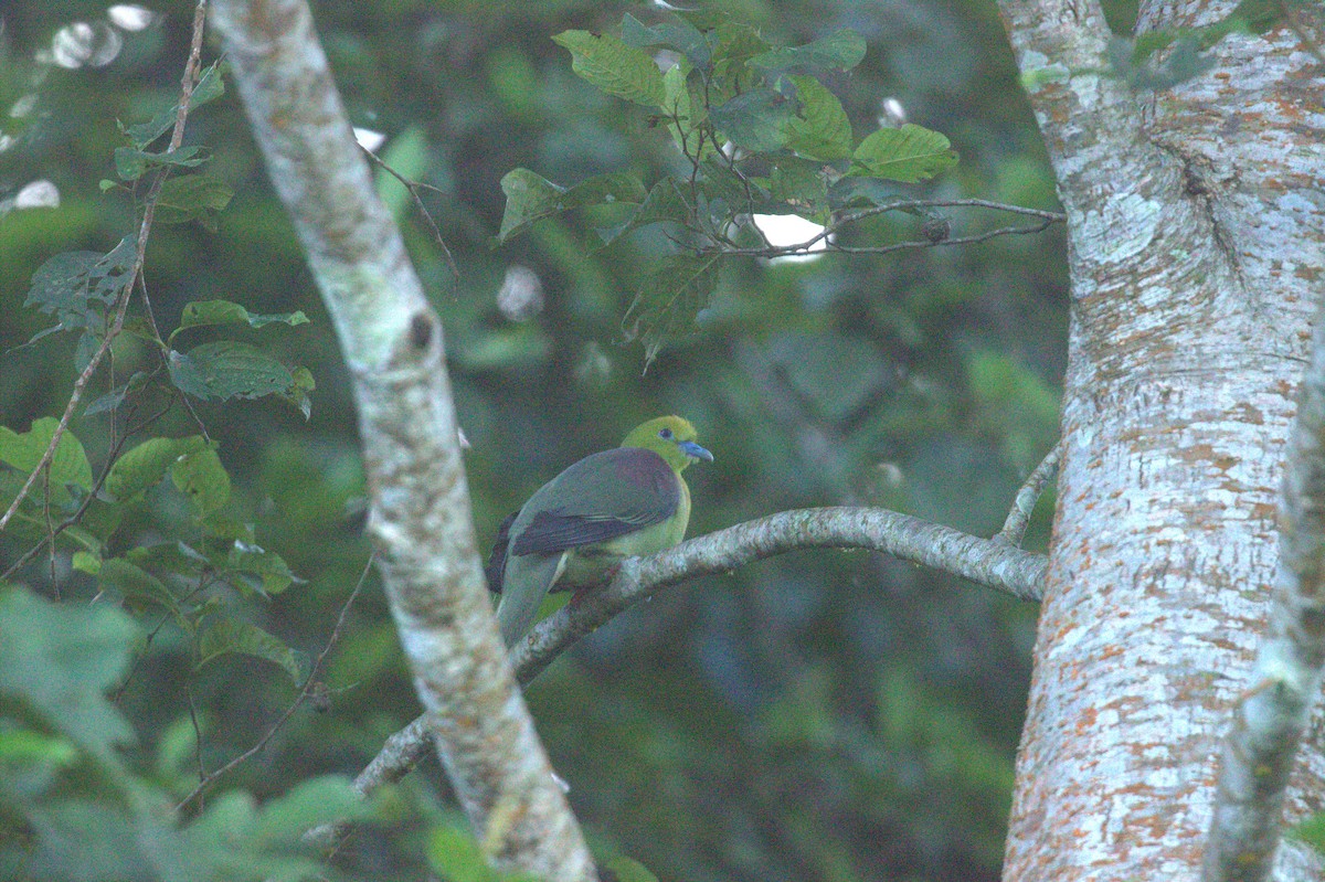 Wedge-tailed Green-Pigeon - ML641384300