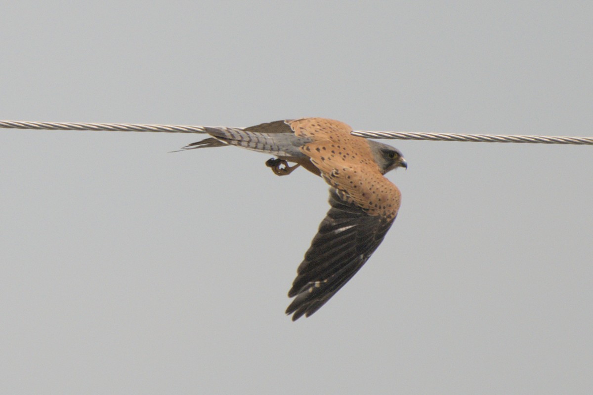 Rock Kestrel - ML641384308
