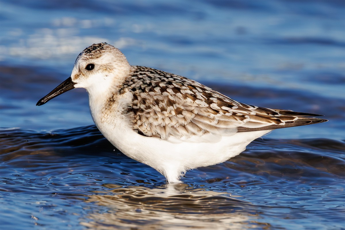 Sanderling - ML641384314