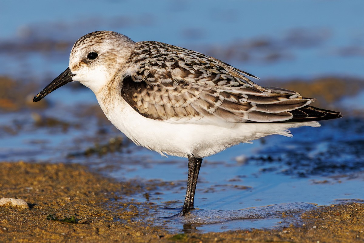 Sanderling - ML641384315