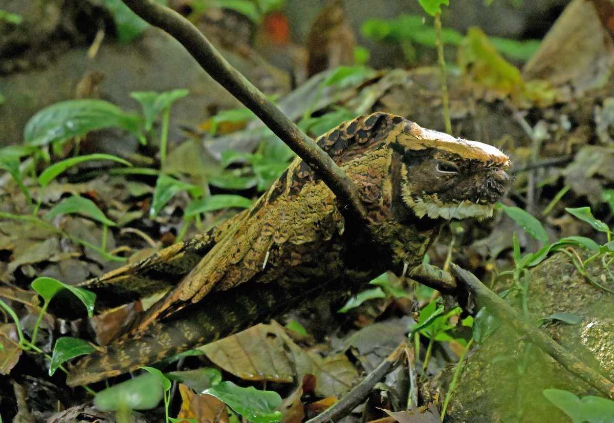 Great Eared-Nightjar - ML641384319