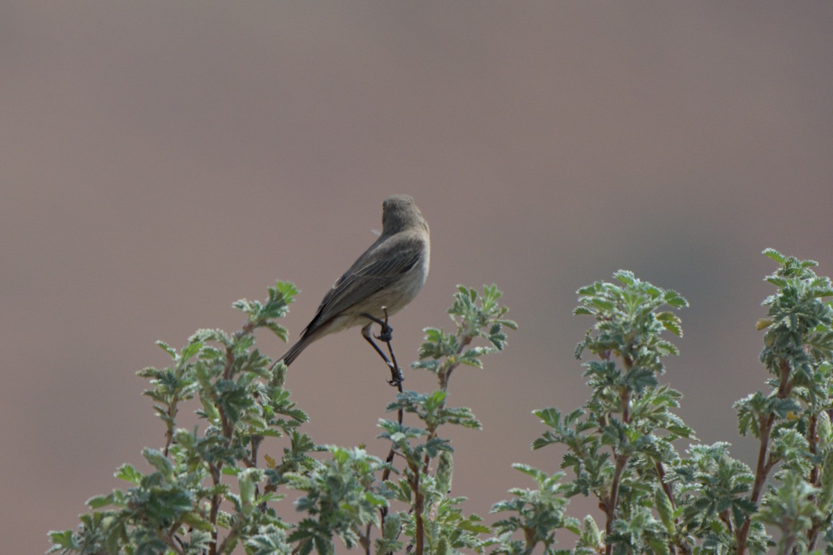 Familiar Chat - ML641384335