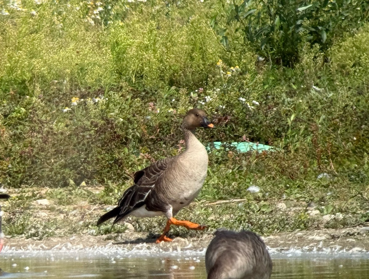 Tundra Bean-Goose - ML641384336