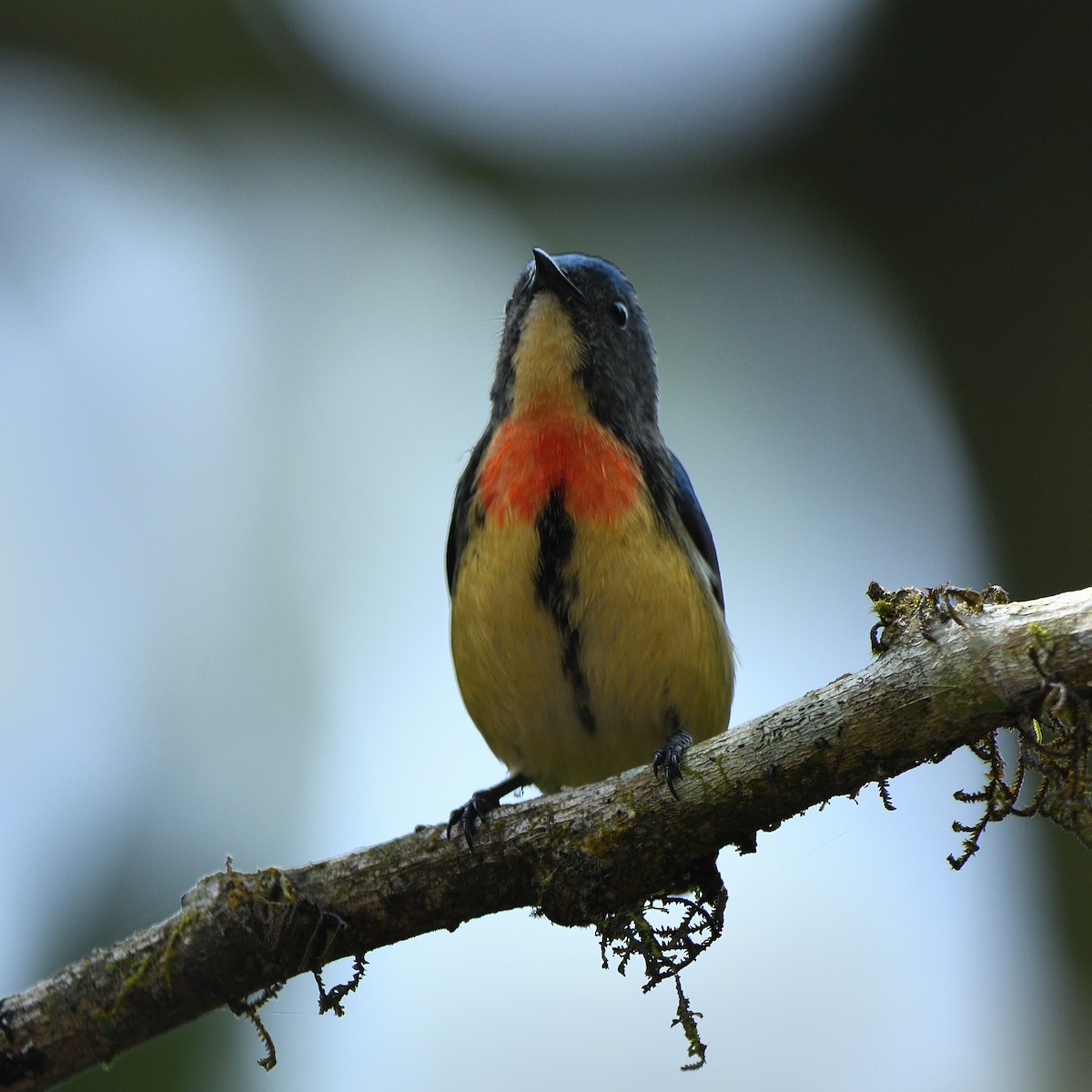 Fire-breasted Flowerpecker - ML641384396