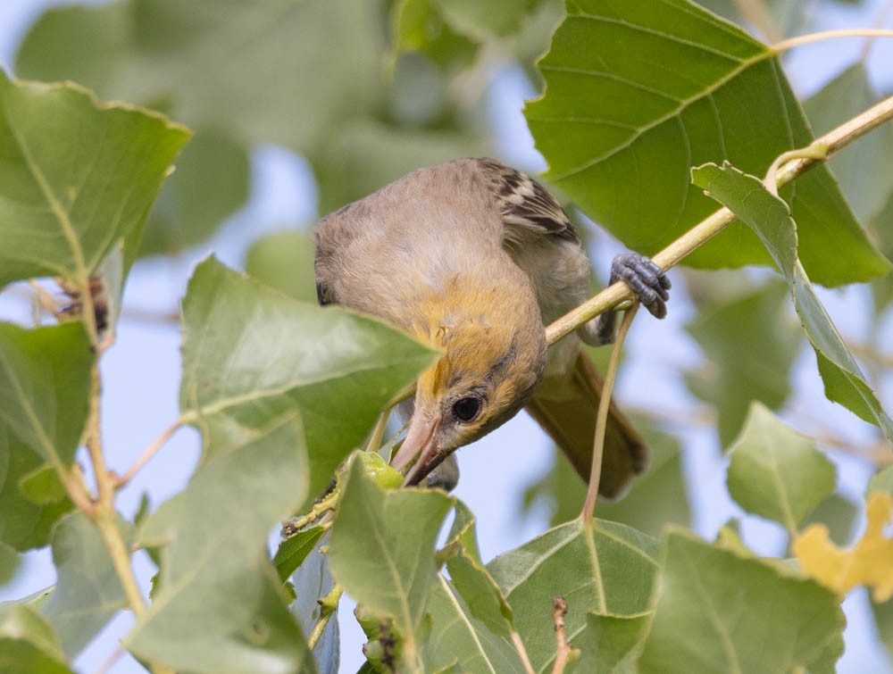 Bullock's Oriole - ML641384404