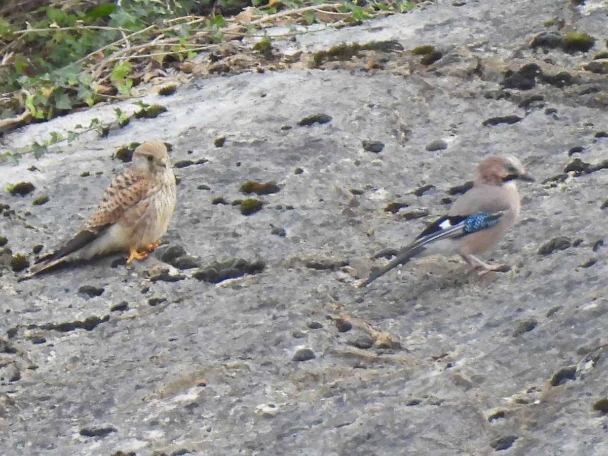 Eurasian Jay - ML641384418
