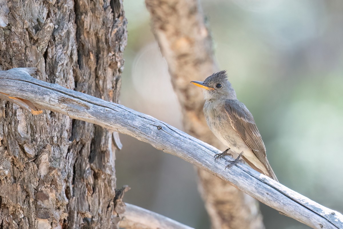 Greater Pewee - ML641384428