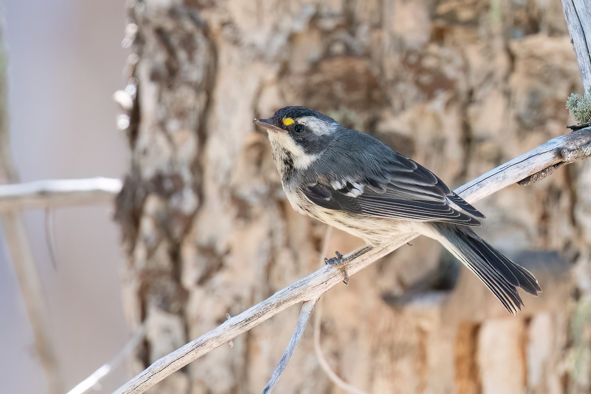 Black-throated Gray Warbler - ML641384430