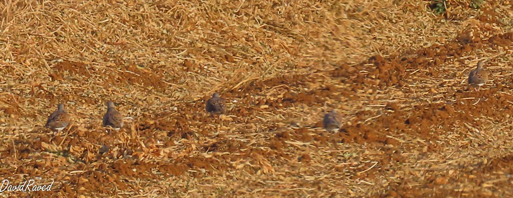 European Turtle-Dove - ML641384431