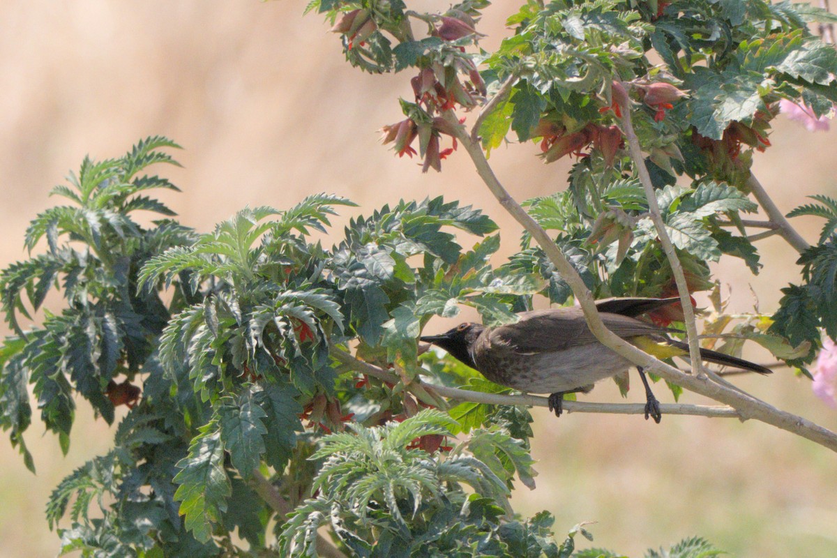 Black-fronted Bulbul - ML641384434