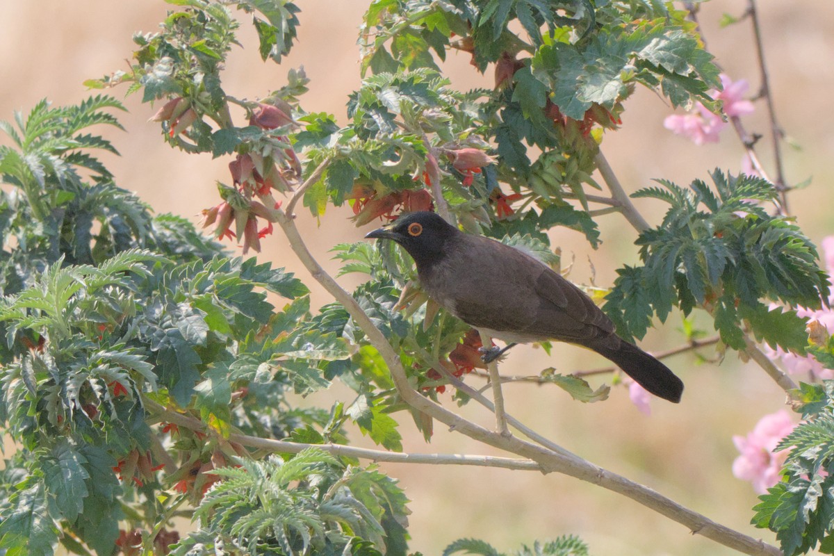 Black-fronted Bulbul - ML641384435