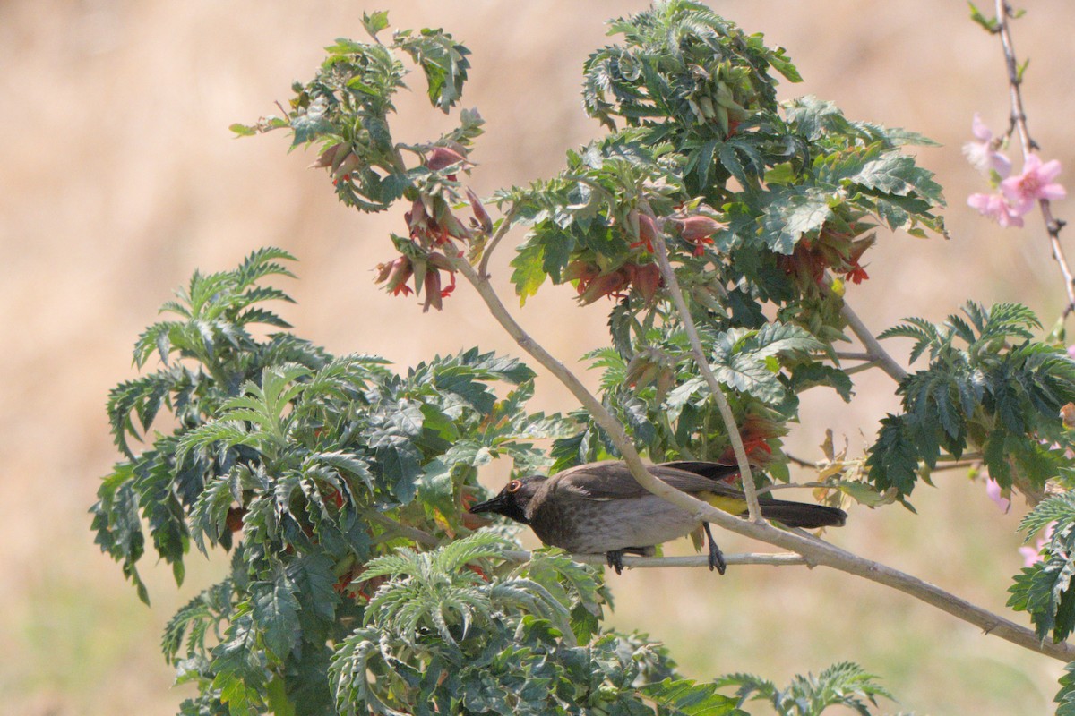 Black-fronted Bulbul - ML641384437