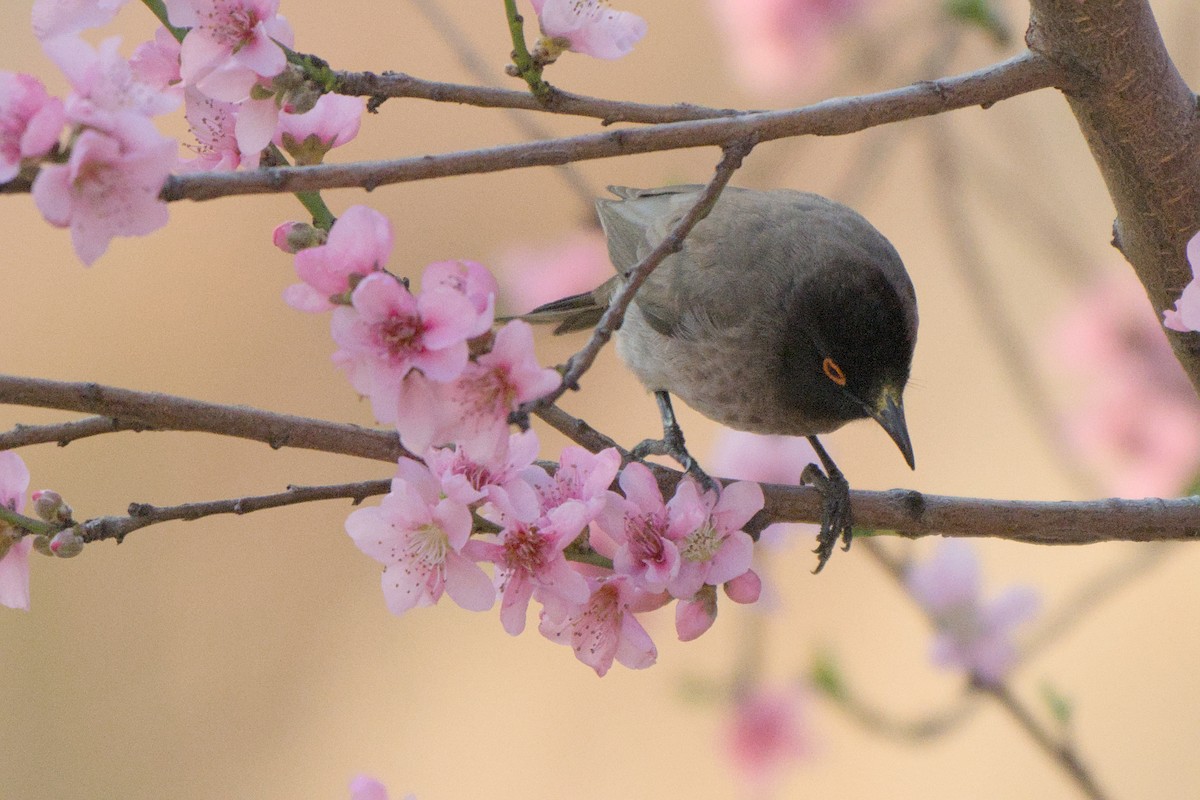 Black-fronted Bulbul - ML641384438