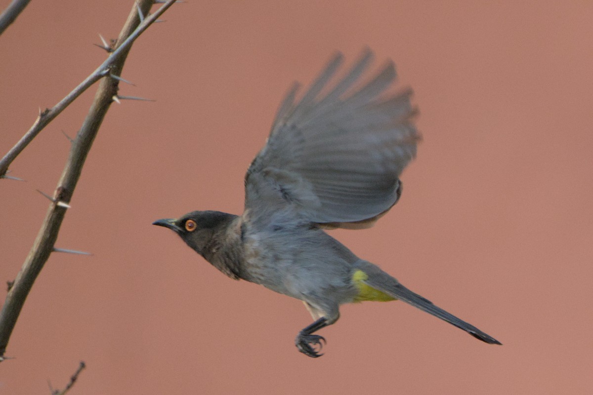 Black-fronted Bulbul - ML641384439