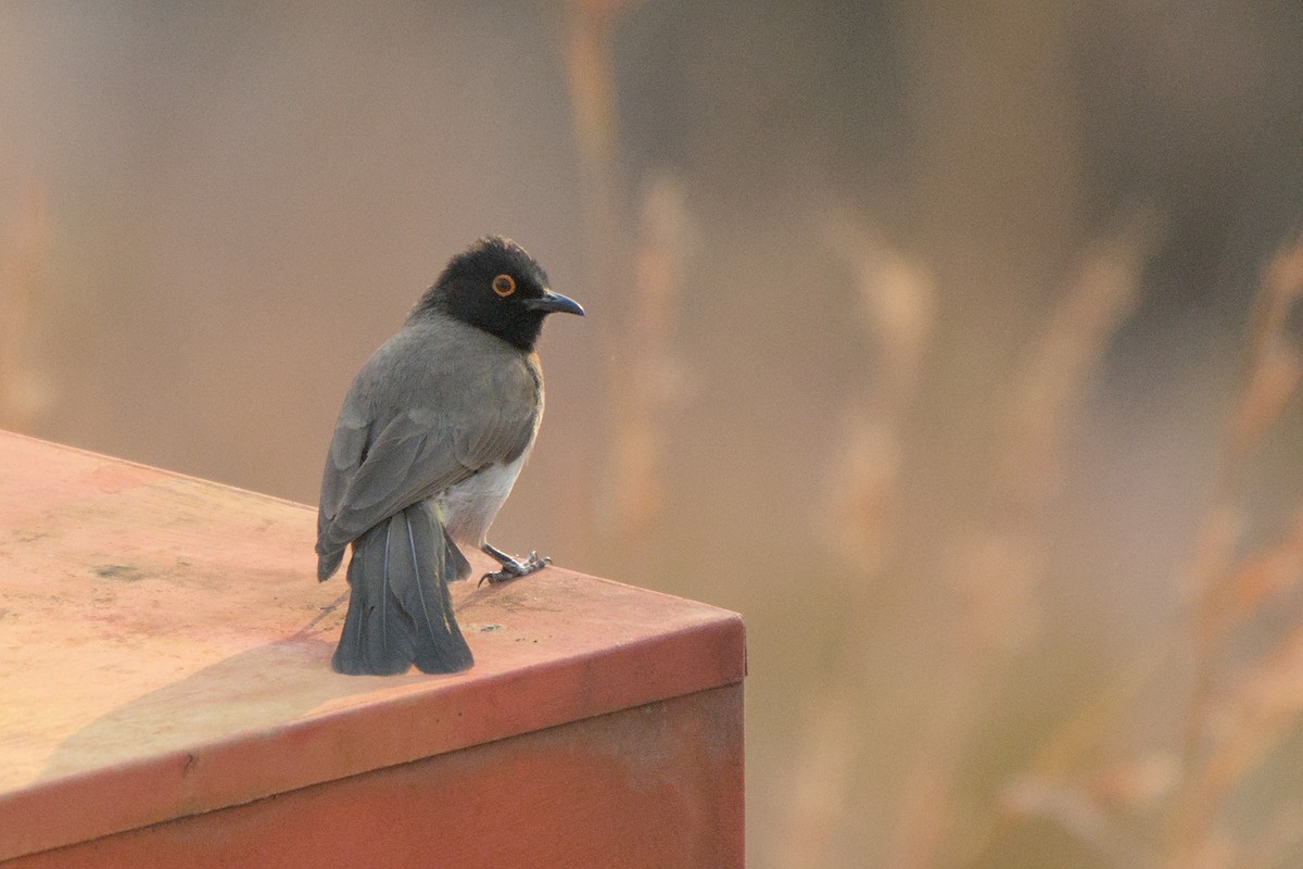 Black-fronted Bulbul - ML641384440