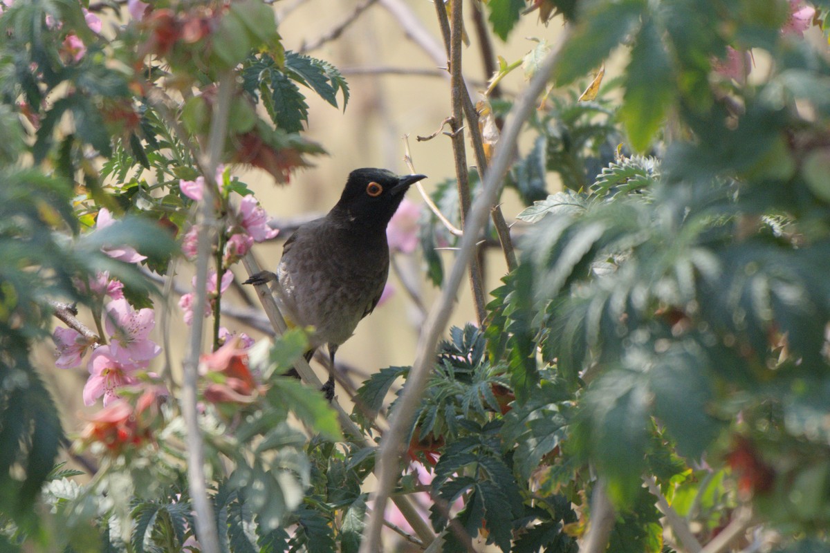 Black-fronted Bulbul - ML641384441